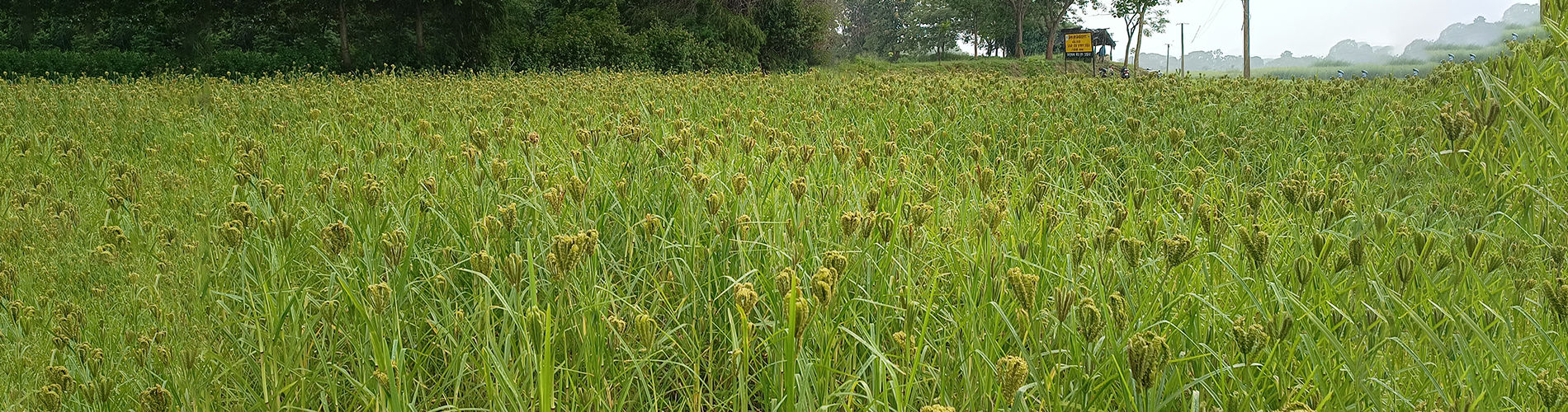 Millet Mission