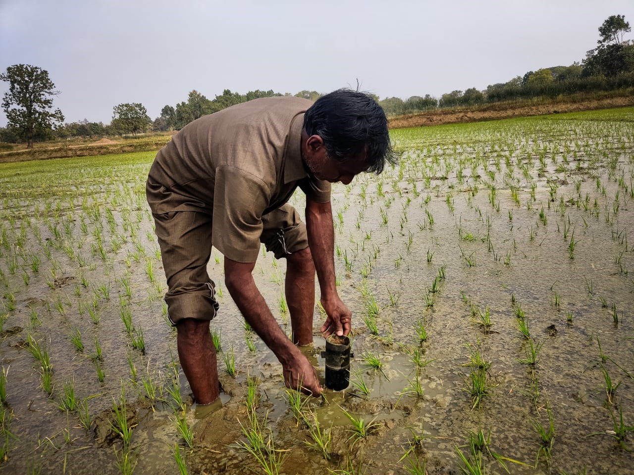 Alternate Wet and Dry (AWD) Method to Support Sustainable Agriculture